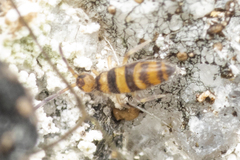 Entomobryinae