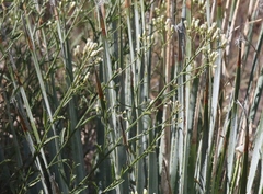 Baccharis brachyphylla