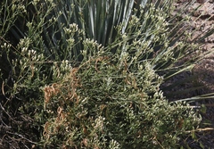 Baccharis brachyphylla