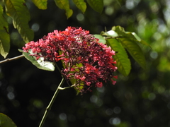 Fridericia trailii
