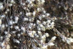 Hedwigia stellata