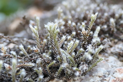 Hedwigia stellata