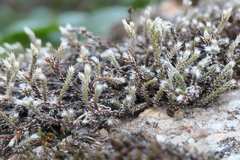 Hedwigia stellata