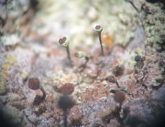 Chaenotheca phaeocephala