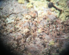 Chaenotheca phaeocephala