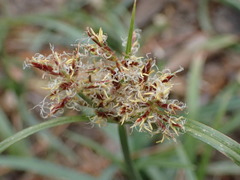 Cyperus rotundus
