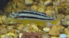 Melanochromis auratus