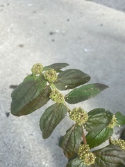 Euphorbia hirta