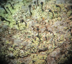 Chaenotheca phaeocephala