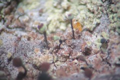 Chaenotheca phaeocephala