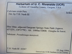 Chaenotheca phaeocephala