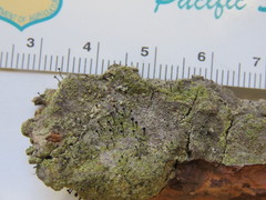 Chaenotheca phaeocephala