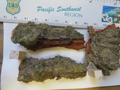 Chaenotheca phaeocephala