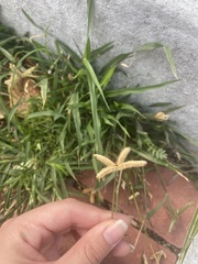 Dactyloctenium aegyptium