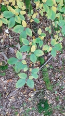 Fagus sylvatica
