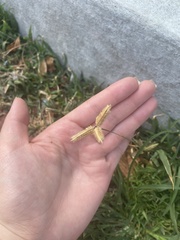 Dactyloctenium aegyptium