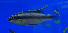 Cichliformes
