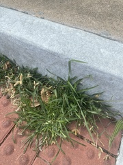 Dactyloctenium aegyptium