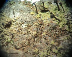 Chaenotheca phaeocephala