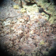 Chaenotheca phaeocephala