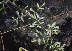 Erigeron neomexicanus