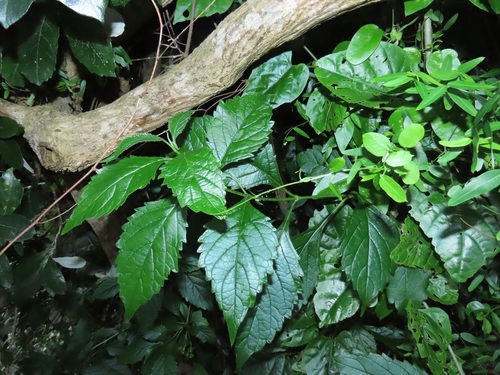 Rough-leaved Cats-whiskers