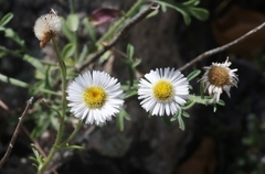 Erigeron neomexicanus