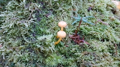 Fungi