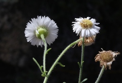Erigeron neomexicanus