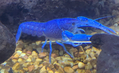 Procambarus alleni