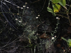 Erigeron neomexicanus