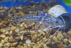 Pimelodus pictus