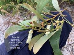 Acacia solenota