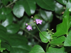 Commicarpus pentandrus