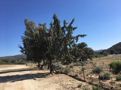 Cupressus stephensonii