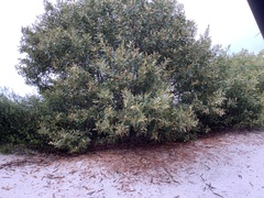 Acacia solenota