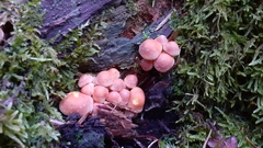 Fungi
