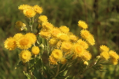 Helichrysum cooperi
