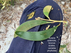 Acacia solenota
