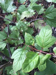 American Cranberrybush (Viburnum trilobum)