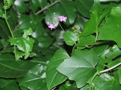 Commicarpus pentandrus