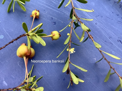 Neoroepera banksii observed 2021-08-18