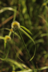 Cyperus melanospermus