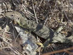 Lacerta trilineata hansschweizeri