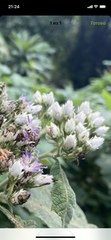 Asteraceae