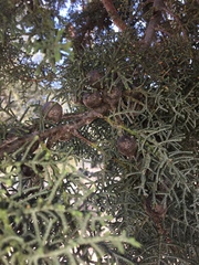 Cupressus stephensonii