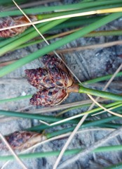 Hellmuthia membranacea