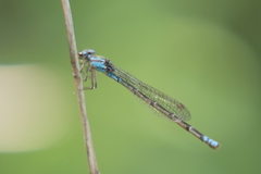 Acanthagrion lancea
