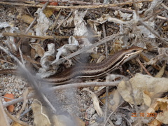 Brasiliscincus heathi