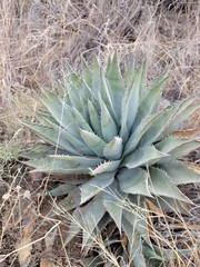 Agave simplex